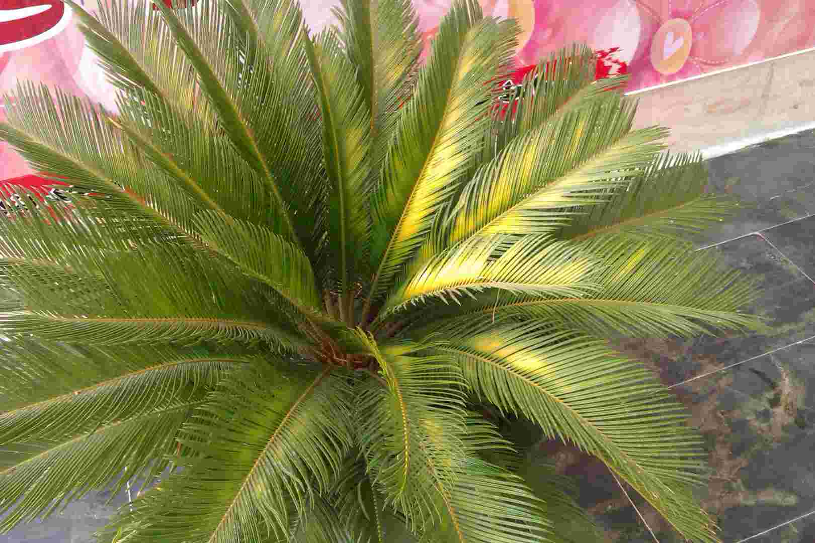 تصویر پرسش و پاسخ گیاه